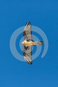 Adult bearded vulture gypaetus barbatus flying blue sky