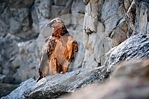 Adult bearded vulture & x28;gypaetus barbatus& x29; or Lammergeier sitting on the rocky. Animal in natural environment