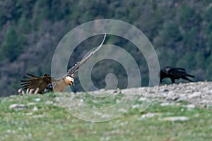 Adult Bearded Vulture landing