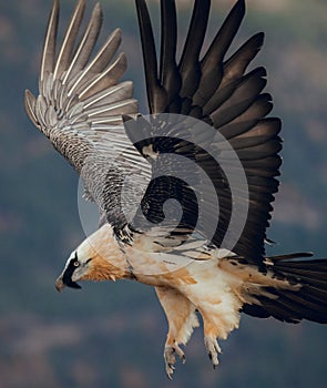 Adult bearded vulture landing on a rock ledge where bones have been placed in Spain