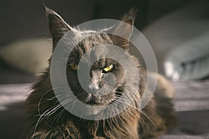 adult, beautiful and dignified blue-gray Maine Coon cat