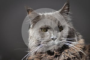 adult, beautiful and dignified blue-gray Maine Coon cat