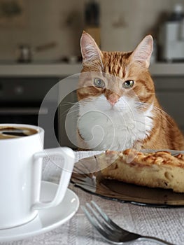 An adult beautiful ginger cat sits at the kitchen table, on which stands a white cup of coffee.