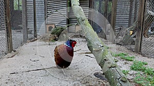 Adult beautiful rooster of pheasant Satyr Tragopan walking in cage at poultry farm outdoors.