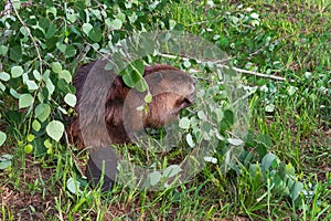 Adult Beaver Castor canadensis Sits Under Branch Tail Exposed Chewing Summer