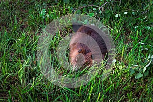 Adult Beaver Castor canadensis Takes a Snooze in the Grass Summer