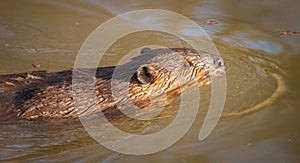 Adult beaver swimming