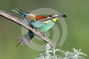 An adult bee-eater sits Merops apiaster