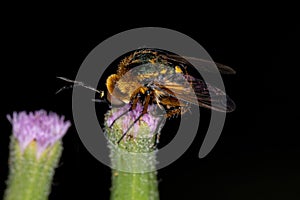 Adult Bee Fly