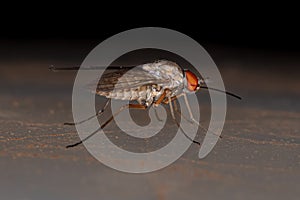 Adult Bee Fly