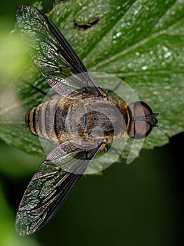 Adult Bee Fly