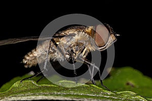 Adult Bee Fly