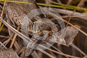 Adult Bee Fly