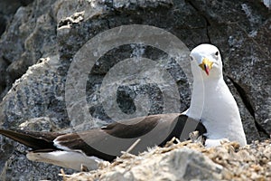Adult Belcher`s gull breeding photo