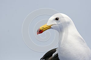 Adult Belcher`s gull close up photo
