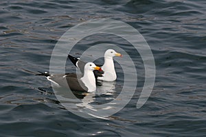 Adult Belcher`s gull sitting on the ocean photo
