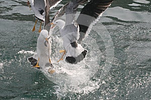 Adult Belcher`s gulls fighting over a fish