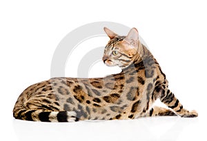 Adult Bengal cat looks back. isolated on white background