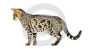 Adult bengal cat, side view, looking backwards