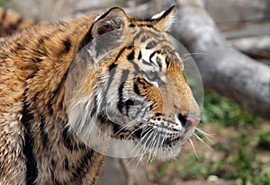 Adult bengal tiger close-up profile