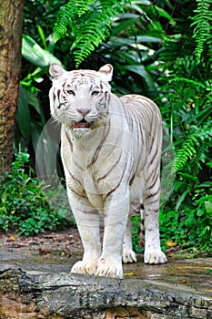 Adult Bengal White Tiger