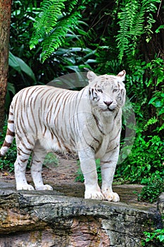 Adult Bengal White Tiger