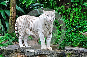 Adult Bengal White Tiger