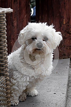 Adult bichon maltes staring at the camera in the garden