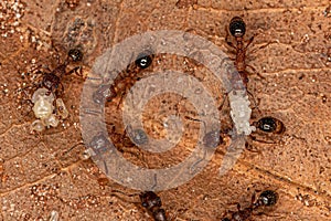 Adult Bicolored Pennant Ants with larvas