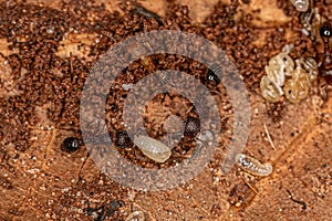 Adult Bicolored Pennant Ants with larvas