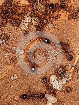 Adult Bicolored Pennant Ants with larvas