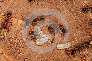 Adult Bicolored Pennant Ants with larvas