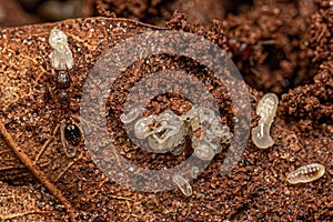 Adult Bicolored Pennant Ants with larvas