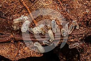 Adult Bicolored Pennant Ants with larvas