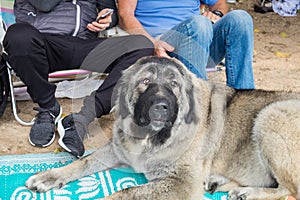 Adult Big Caucasian Shepherd dog lays on litter