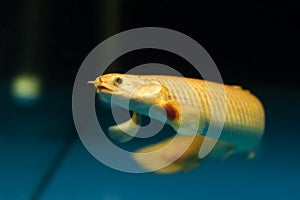 Adult big curvier bichir, easy to keep nocturnal carnivore and bottom dweller in yellow coloration