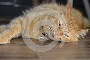 Adult big red cat, the cat is very sore front paw, swollen paw because of the snake bite.