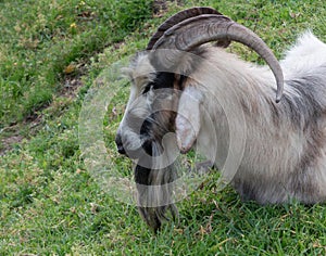 Adult billy goat with long beard and large horns, lying down on a grassy hill.