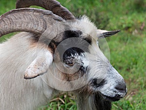 Adult billy goat portrait, close up on face and head.