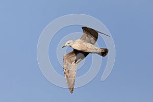 Adult bird Glaucous Gull flying in clear sky