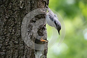 Adult bird Nuthatch sits near the young nestling on vertical tree trunk. Forest passerine bird Sitta europaea at spring