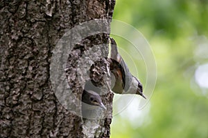 Adult bird Nuthatch sits near the young nestling on vertical tree trunk. Forest passerine bird Sitta europaea at spring