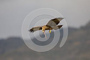 A black kite catching and eating in flight.
