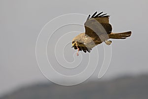 A black kite catching and eating in flight.