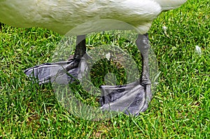 The big white swan lies on a grass near water photo