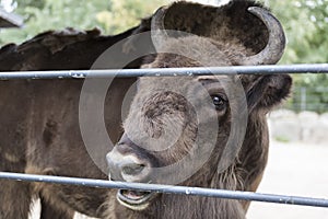 Adult Bison chews grass