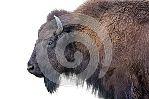 Adult Bison Isolated on White