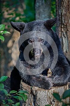 Adult black bear poses on a tree stump