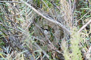 An Adult Black-capped Chickadee Poecile atricapillus Perched in Vegetation photo