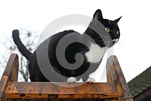Adult black cat with white end of paws, muzzle and neck and with big shining yellow eyes stands on a brown wooden step ladder and